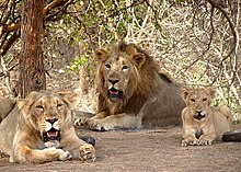 Gir lion-Gir forest,junagadh,gujarat,india.jpeg