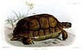 Sporn-Flachschildkröte aus Proceedings of the Zoological Society of London, 1888