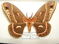 Hyalophora cecropia