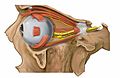 Gambar menunjukkan orbita dengan mata dan saraf kelihatan (periocular lemak dikeluarkan).