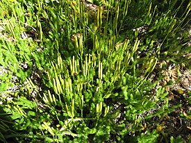 Lycopodium clavatum