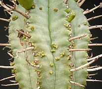 Plântulas de visco sobre Euphorbia pillansii.