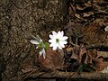 H. acutiloba in North Canaan, Connecticut