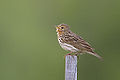 Rozsdástorkú pityer (Anthus cervinus)