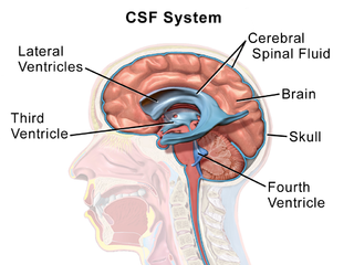 Ventricular system.