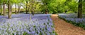 Image 23Bluebells in the Brooklyn Botanic Garden