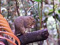 Mountain squirrel