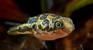 An adult dwarf pufferfish