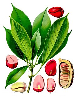 Cola acuminata