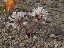 "Allium atrorubens" found in the White Mountains near Esmeralda, Nevada