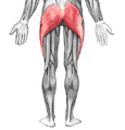 Múscul gluti major (en vermell).
