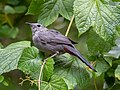 Image 105Gray catbird in Prospect Park