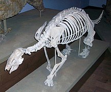 Pronothrotherium typicum