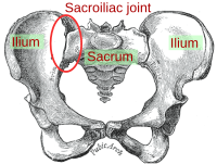 sacro-iliacaal gewricht Sacroiliac joint