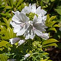 Malva moschata