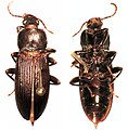 (Zolodinus zelandicus) (Zolodininae)