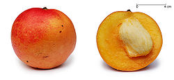 栽培品种“苹果芒”及其纵切面：完整芒果及被切开一半的芒果，后者可看见其种子，约占全果的3分1面积