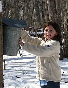 A young girl in a white fleece jacket in a forest collecting maple sap in a bucket