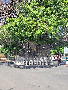 The Baobab of Mahajanga Madagascar