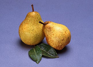 Blake's Pride pears