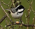 Fenyvescinege (Parus ater)