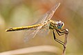 Red-veined darter, by Alvesgaspar, Edited by Fir0002