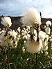 Eriophorum angustifolium in Greenland