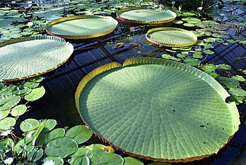 Feuilles de victoria d’Amazonie (Victoria amazonica) et de lotus sacré (Nelumbo nucifera) au parc Kachoen à Kobe (Japon). (définition réelle 3 200 × 2 142)