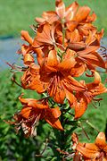 Lilium hollandicus