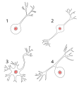 Morfoloogilised närvirakutüübid: 1. Unipolaarne neuron 2. Bipolaarne neuron 3. Multipolaarne neuron 4. Pseudounipolaarne neuron