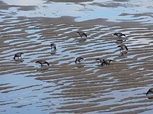 Groupe de bernaches cravants