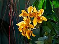 Image 2Cattlianthe Gold Digger ‘Orglade's Mandarin’ orchid