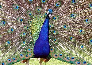 Peacock