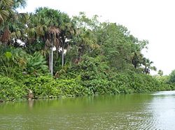 Flusslandschaft in Abaetetuba