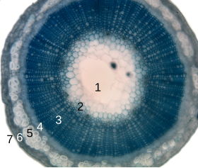 dwarsdoorsnede van een vlasstengel 1 merg 2 primairxyleem 3 xyleem 4 floëem 5 sclerenchym, de vezel 6 primaire cortex 7 epidermis