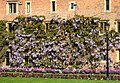 Wisteria sinensis formada per créixer sobre una paret d'un edifici