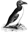 Pinguinus impennis