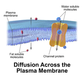 Passive transport by diffusion across a cell membrane.