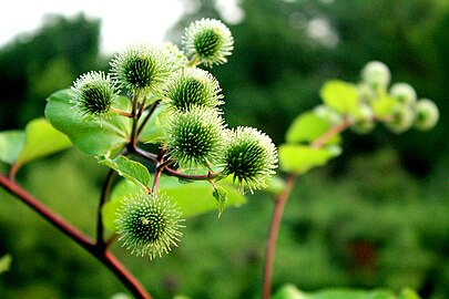 Closeup of burdock