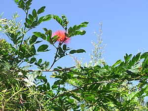 A photo of a flower against the sky.