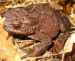 Un sciatt cumün (Bufo bufo)