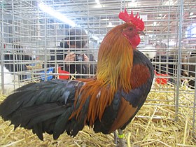 Coq ardennais. Variété naine dorée