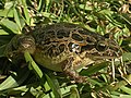 Painted Frog (Discoglossus galganoi)