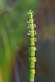 en:Equisetum fluviatile, en:Fern ally