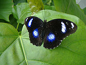 Papilio Hypolimnas bolina.