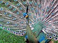 Javan Peafowl