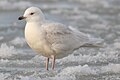 Sarki sirály (Larus glaucoides)