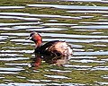 Little Grebe