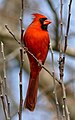 Cardinalis cardinalis