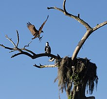 Photograph of an Osprey landing next to its nest in a tree